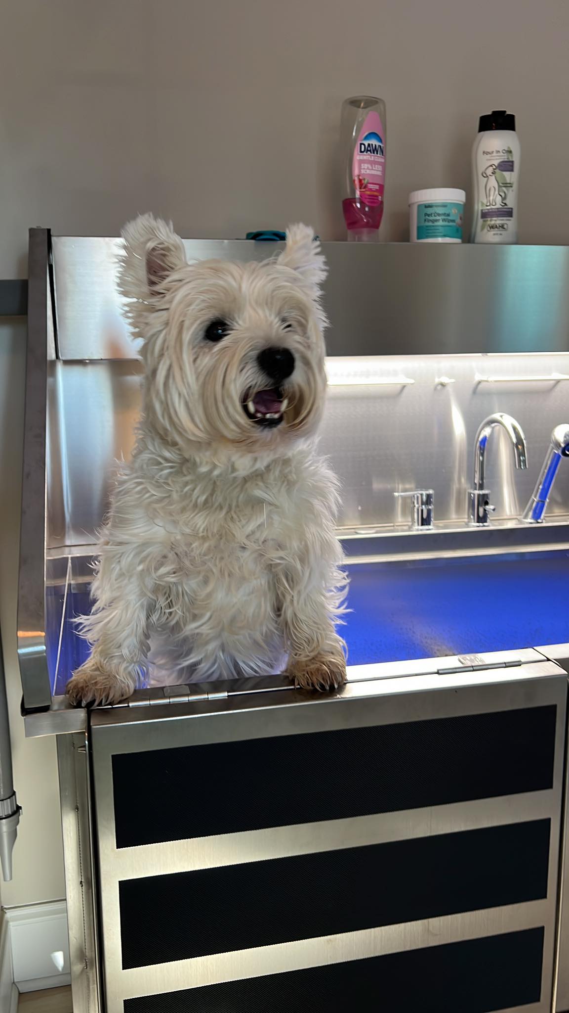 Pet Bathing