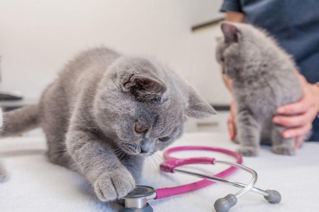 Fachtierärzte f. Kleintiere in Reithofen - Dr. Astner und Dr. Neumaier, Erdinger Straße 3 in Pastetten
