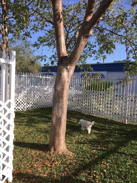 Fenced Area for boarding dogs VCA Stirling Square Animal Hospital Hollywood (954)947-6331