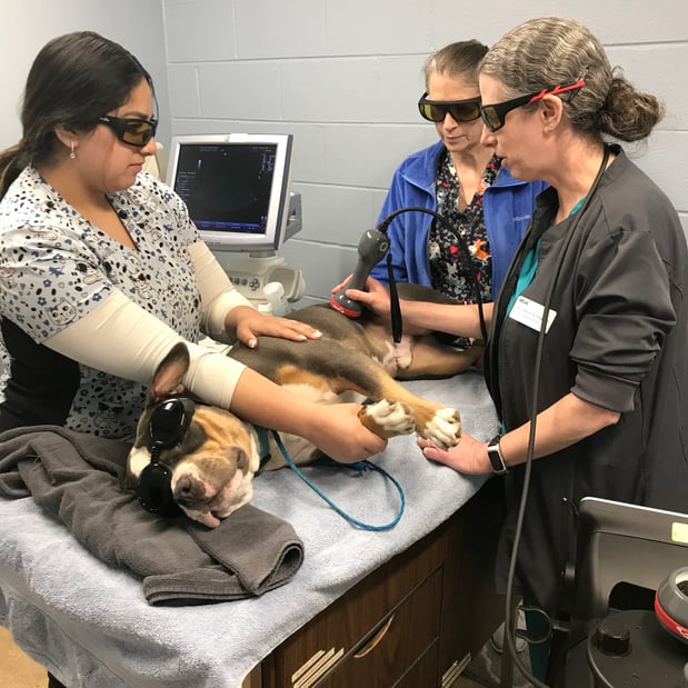 Images VCA Hawthorn Animal Hospital
