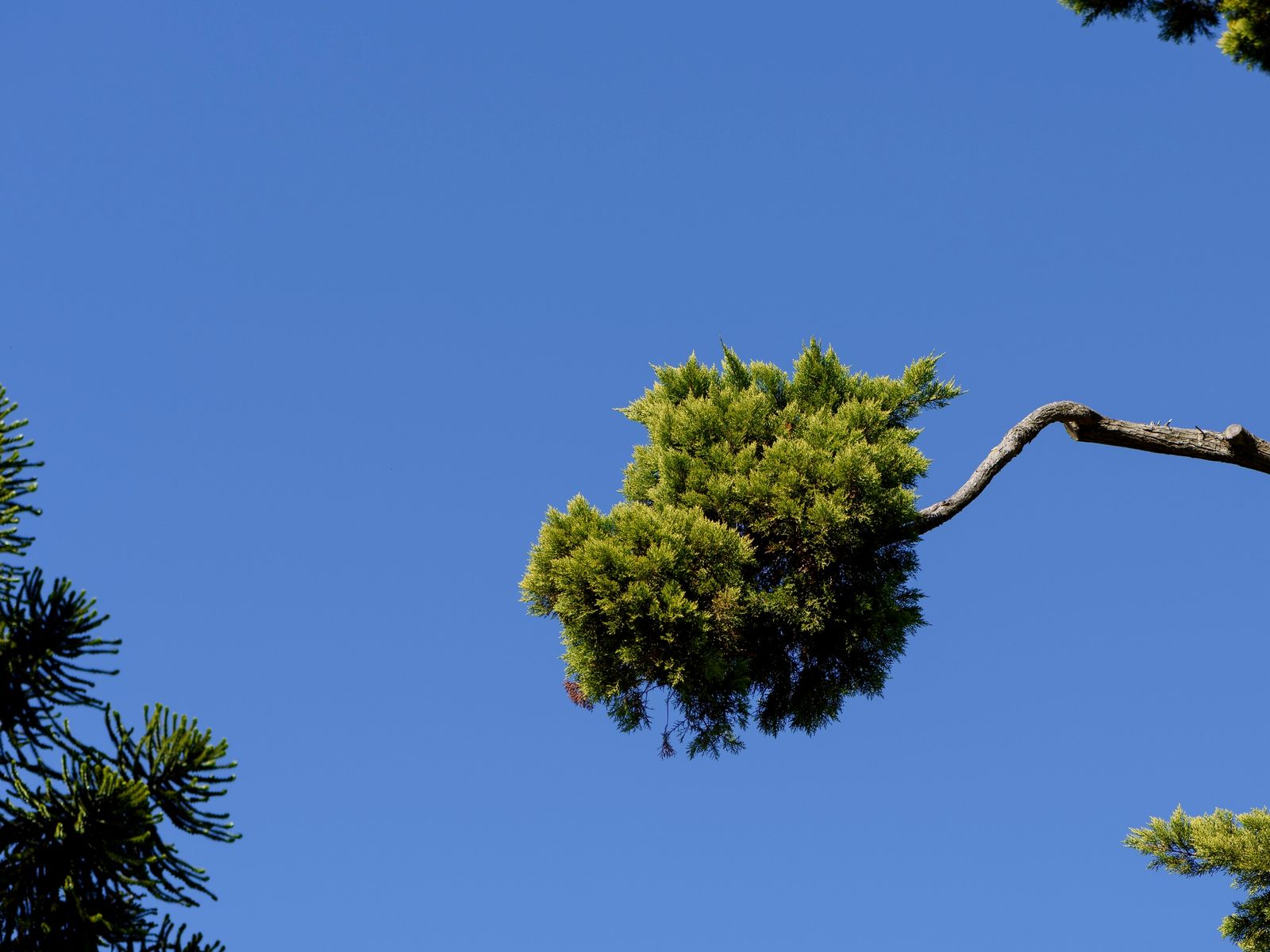 K & D Tree Masters Inc