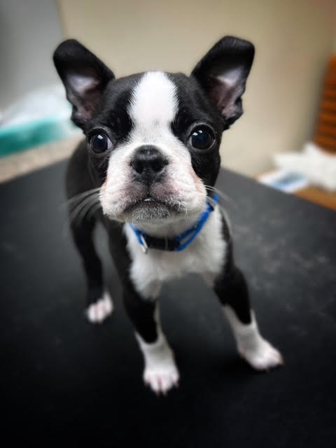 Images VCA Green Animal Hospital