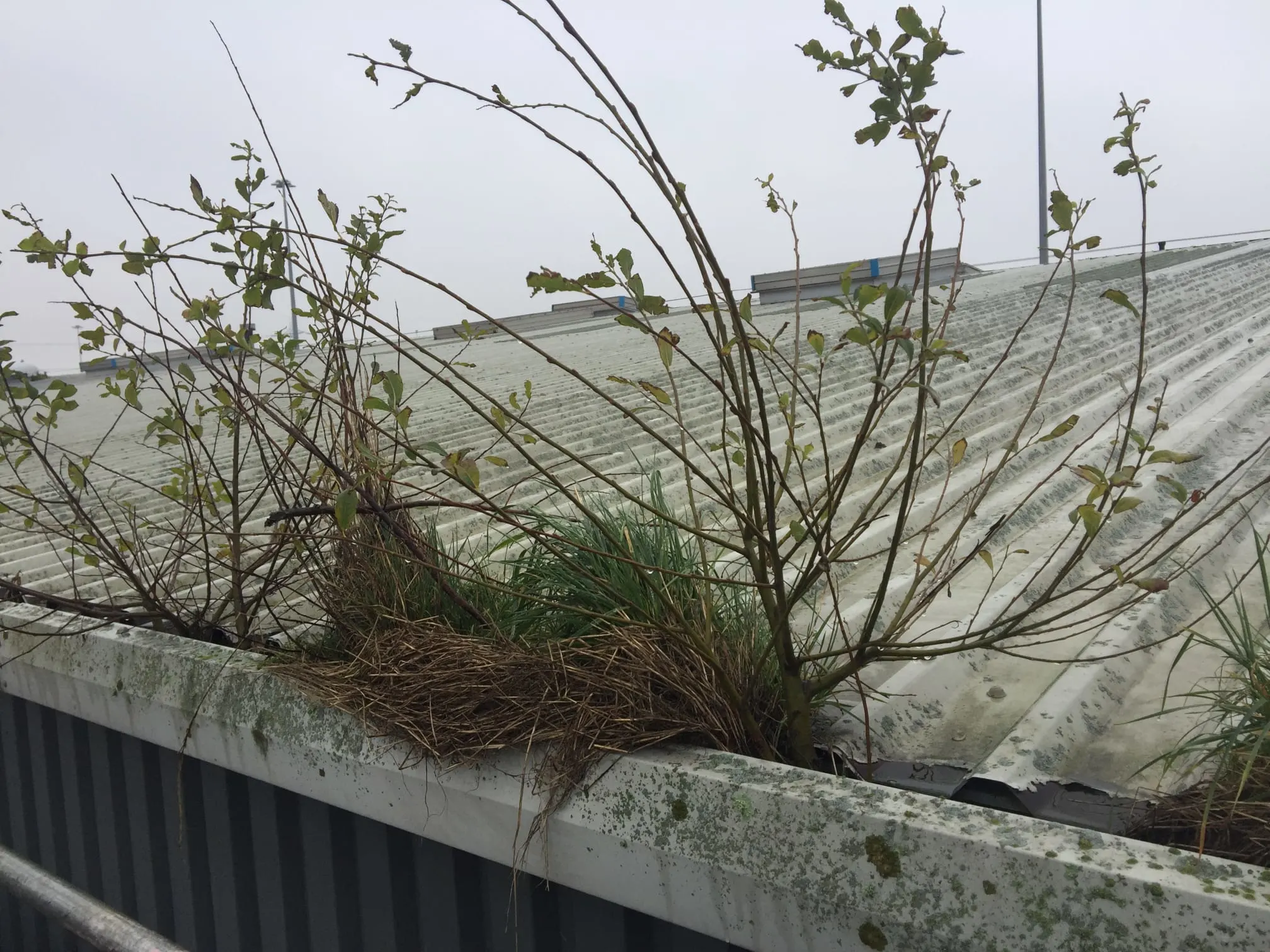 Images Guttaclean Ltd