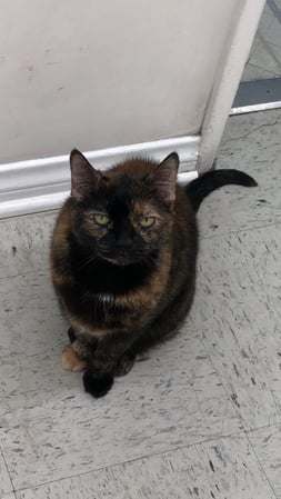 Images Melrose La Brea Animal Hospital