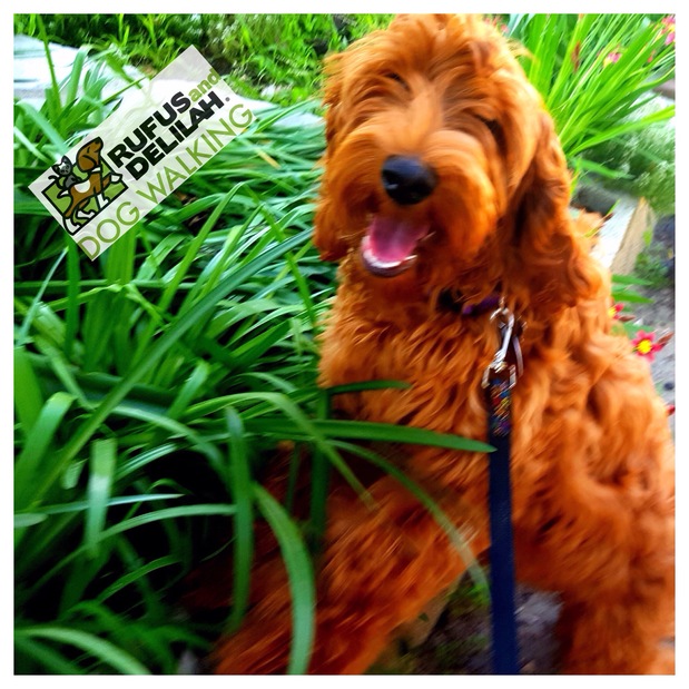 Images Rufus and Delilah Dog Walking & Pet Sitting