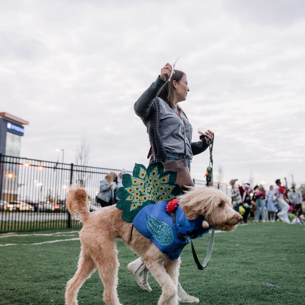 Images Crate Escapes Dog Park + Bar