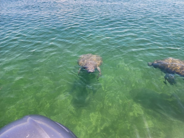 Images Island Boat Tours & Adventures