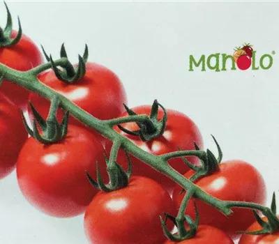 Tomate 'Manolo Red'_Zanker Gartenbau