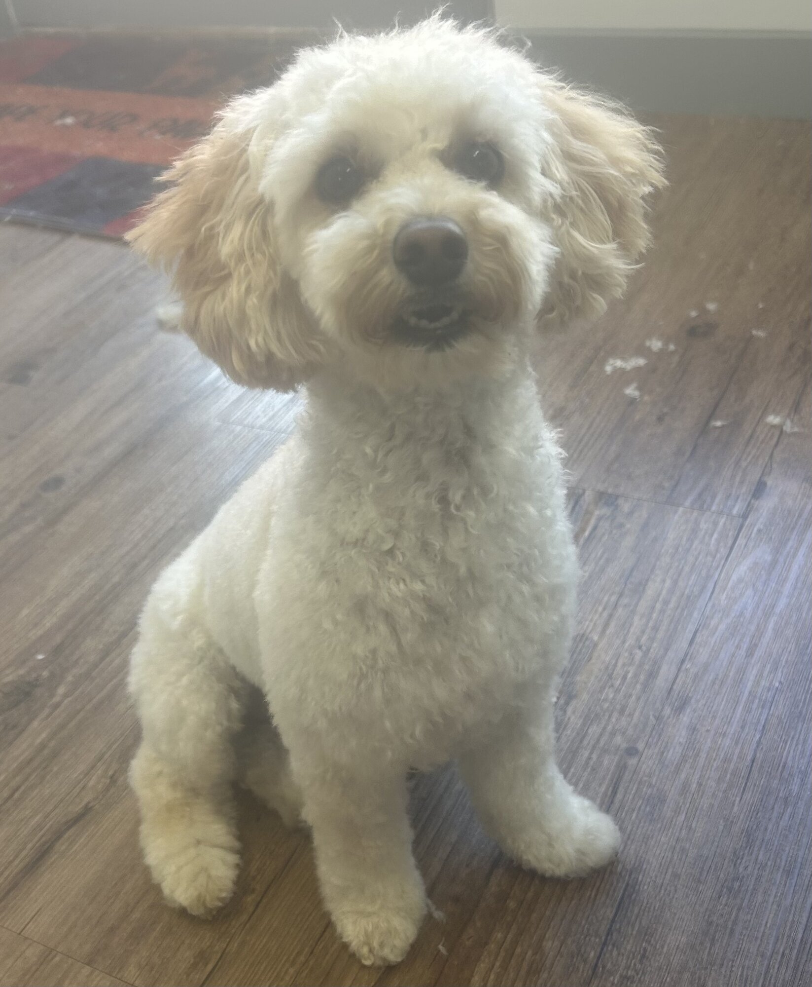 Images Me and My Dog