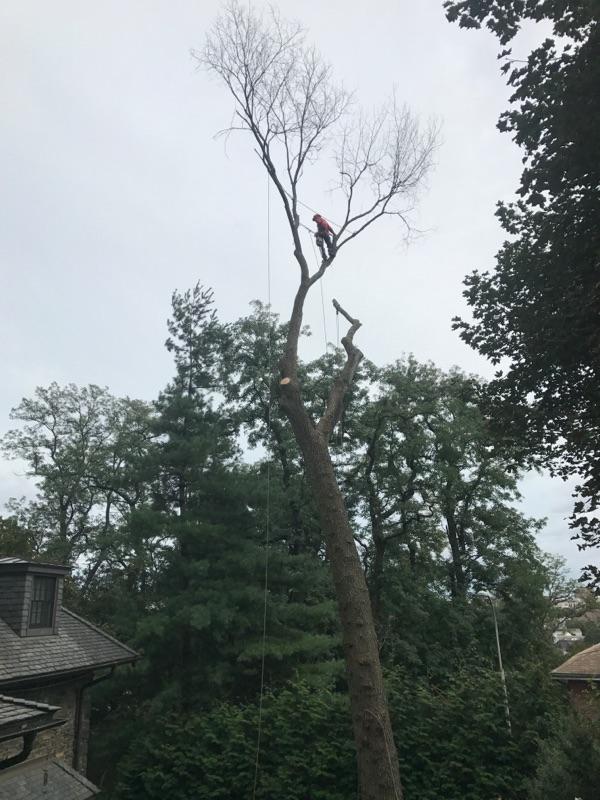 PADILLA TREE, INC