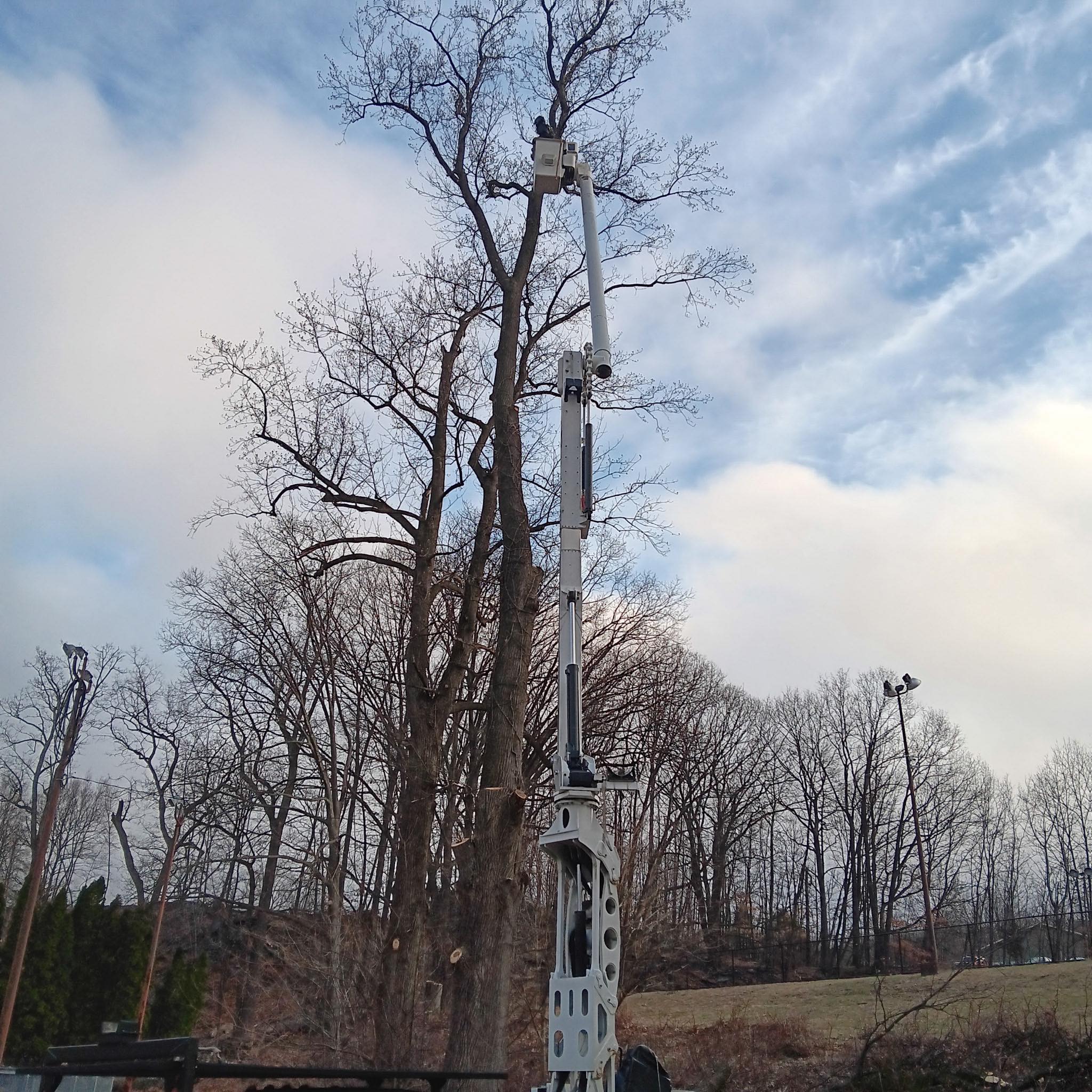 Friendly Tree Service Inc Image