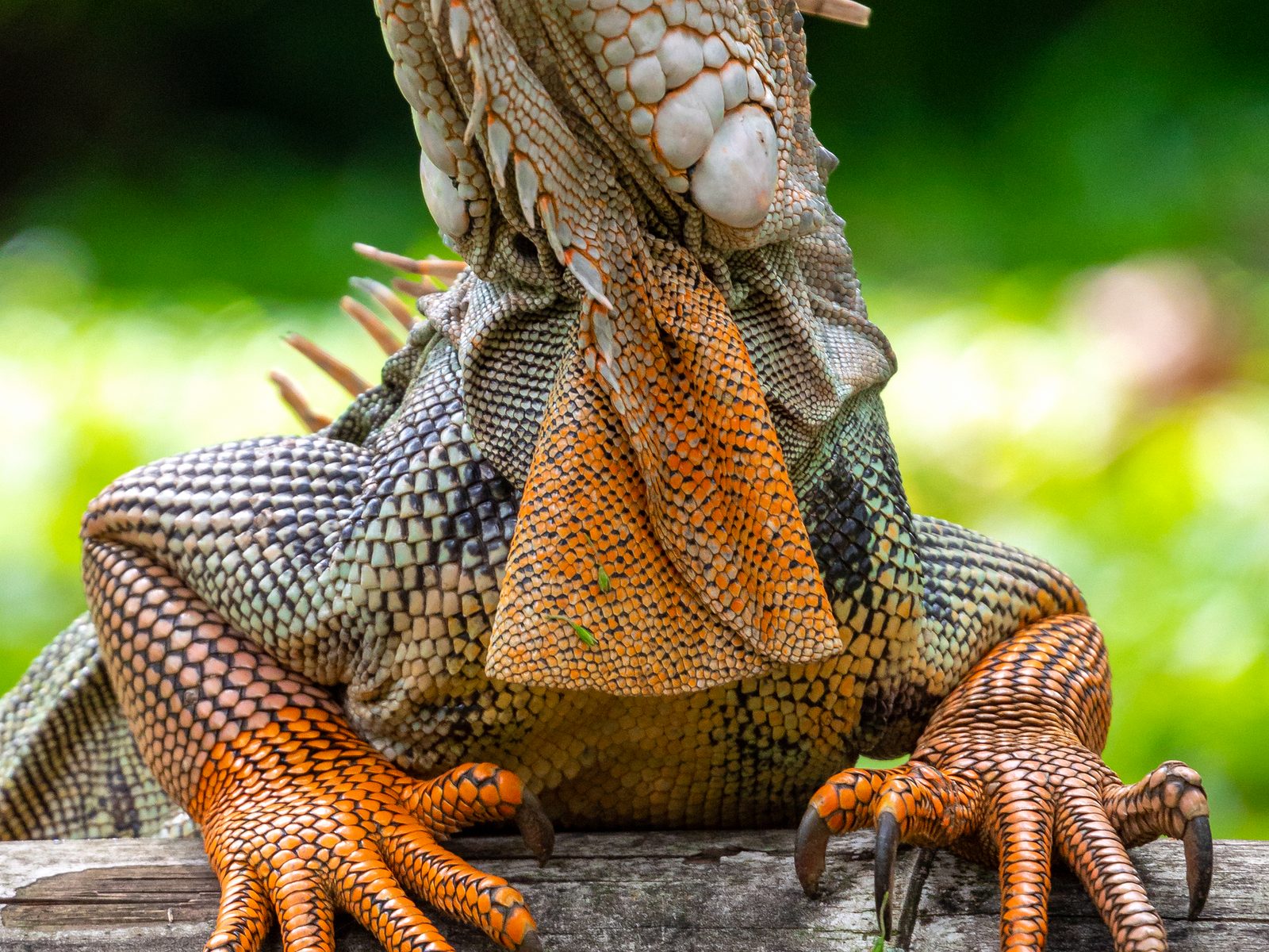 Pest Animal Removal Huntsville
