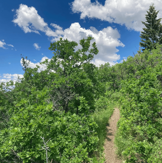 Images Alpine Forestry