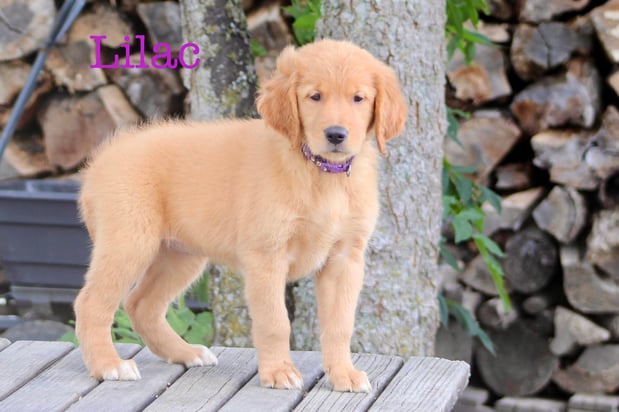 Images Nail 32 Puppies