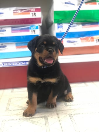 Images Melrose La Brea Animal Hospital