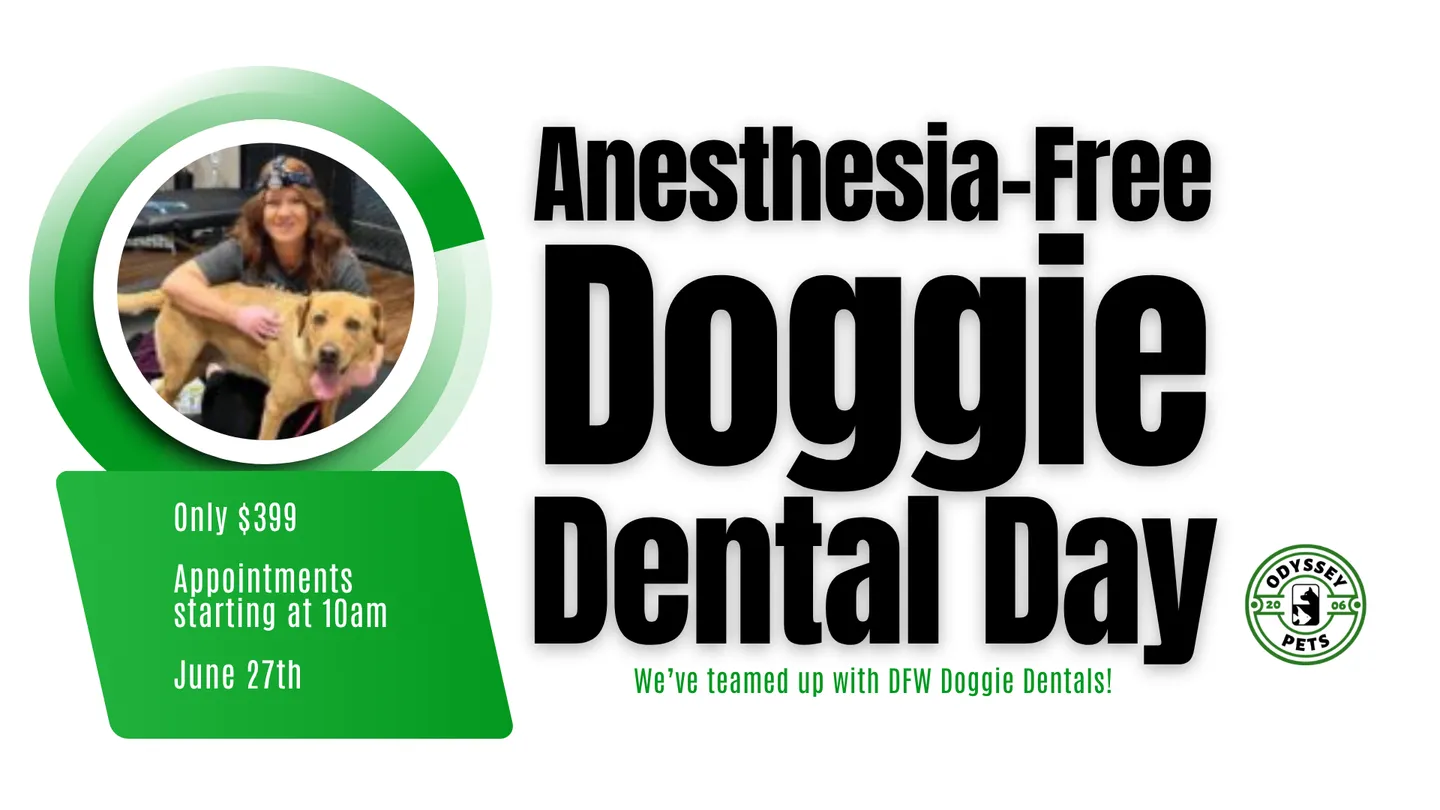 Image of Local Pet Event Anesthesia-Free Doggie Dental Day Nearby