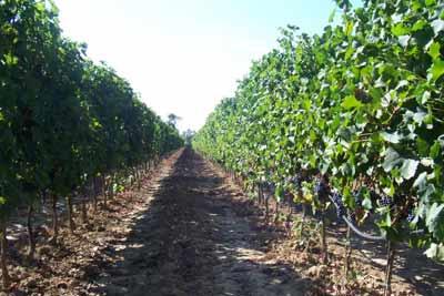 Images Cantina Fornacelle - Azienda Vinicola