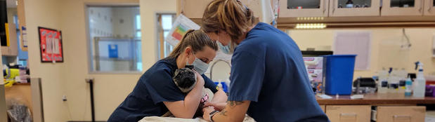 Images VCA Old Marple Animal Hospital