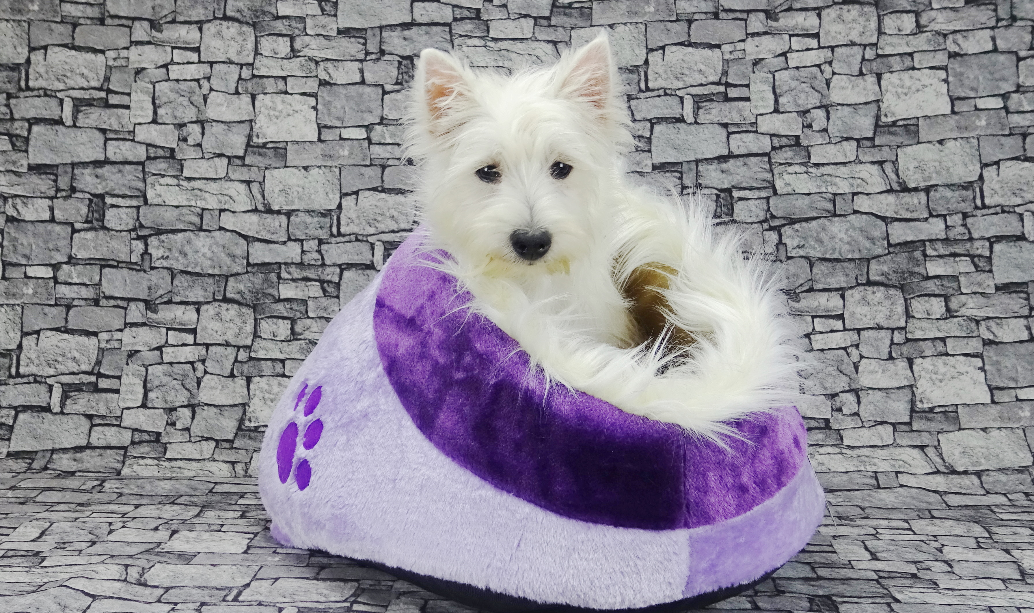 Bild 10 von DieHaustierSeite - Uschi Kasbauer