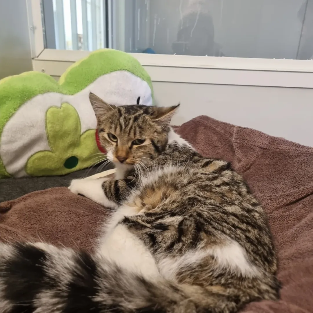 Bild 4 von Tierschutz Bezirk Liezen - Tierheim Trieben