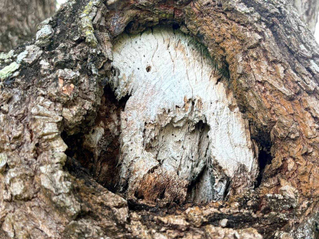 Detailed view of severe termite damage and wood decay inside a tree trunk cavity 