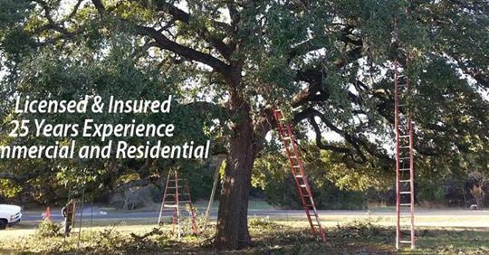 SA Total Tree Service Photo