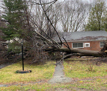 Emergency Tree Removal / Tree Service / Storm Damage in Waltham, MA.

During this week's storm, the crew removed this giant Linden tree which had toppled in the high winds blocking the entrance and driveway.