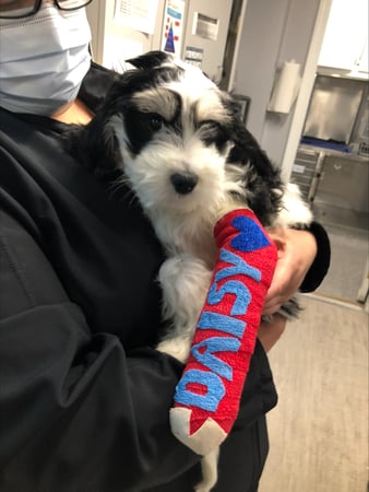 Images VCA Devotion Animal Hospital