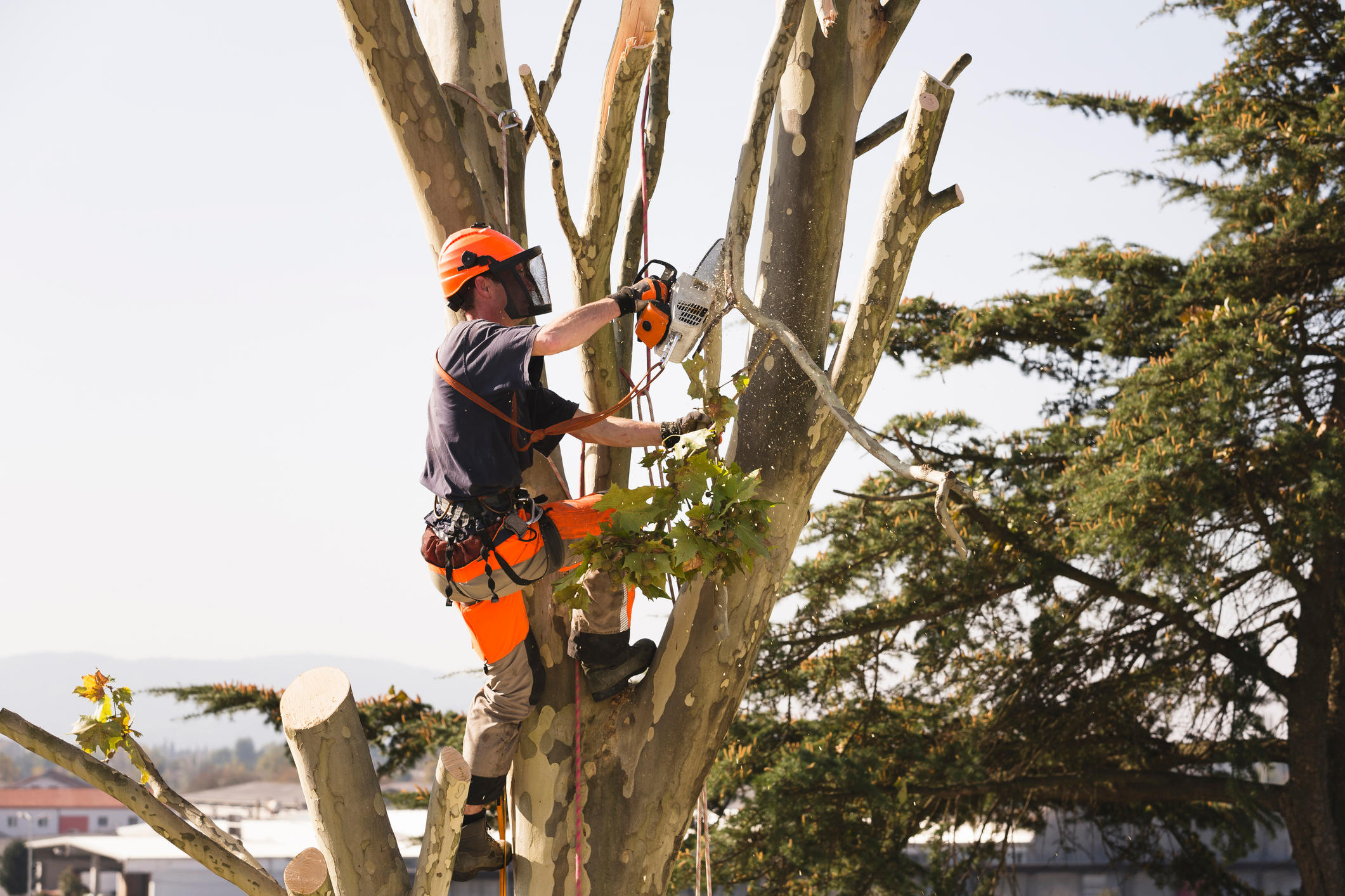 Hard Work Tree Services Fall City (425)463-7186