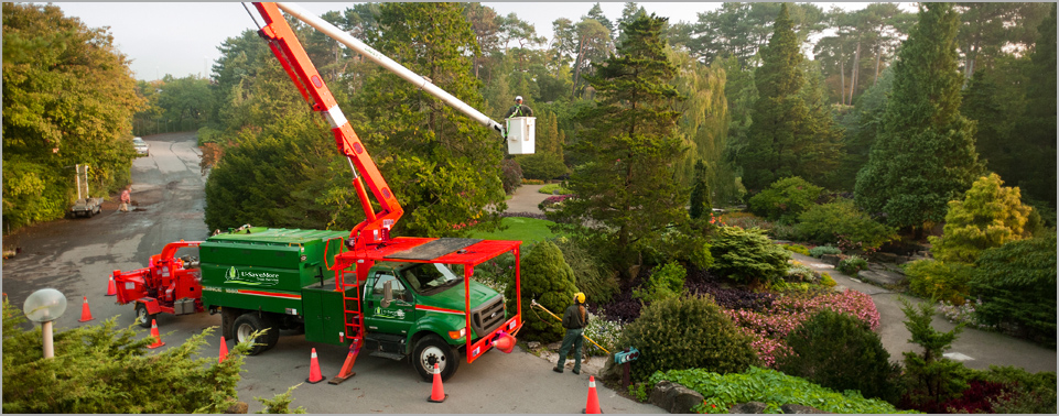 U-SaveMore Tree Service
