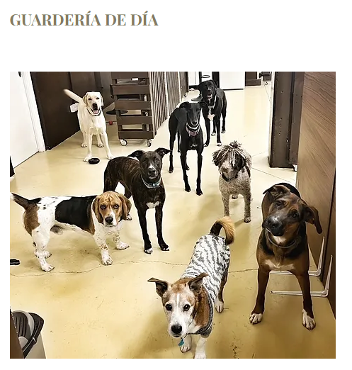Images Dogtown Guardería Canina