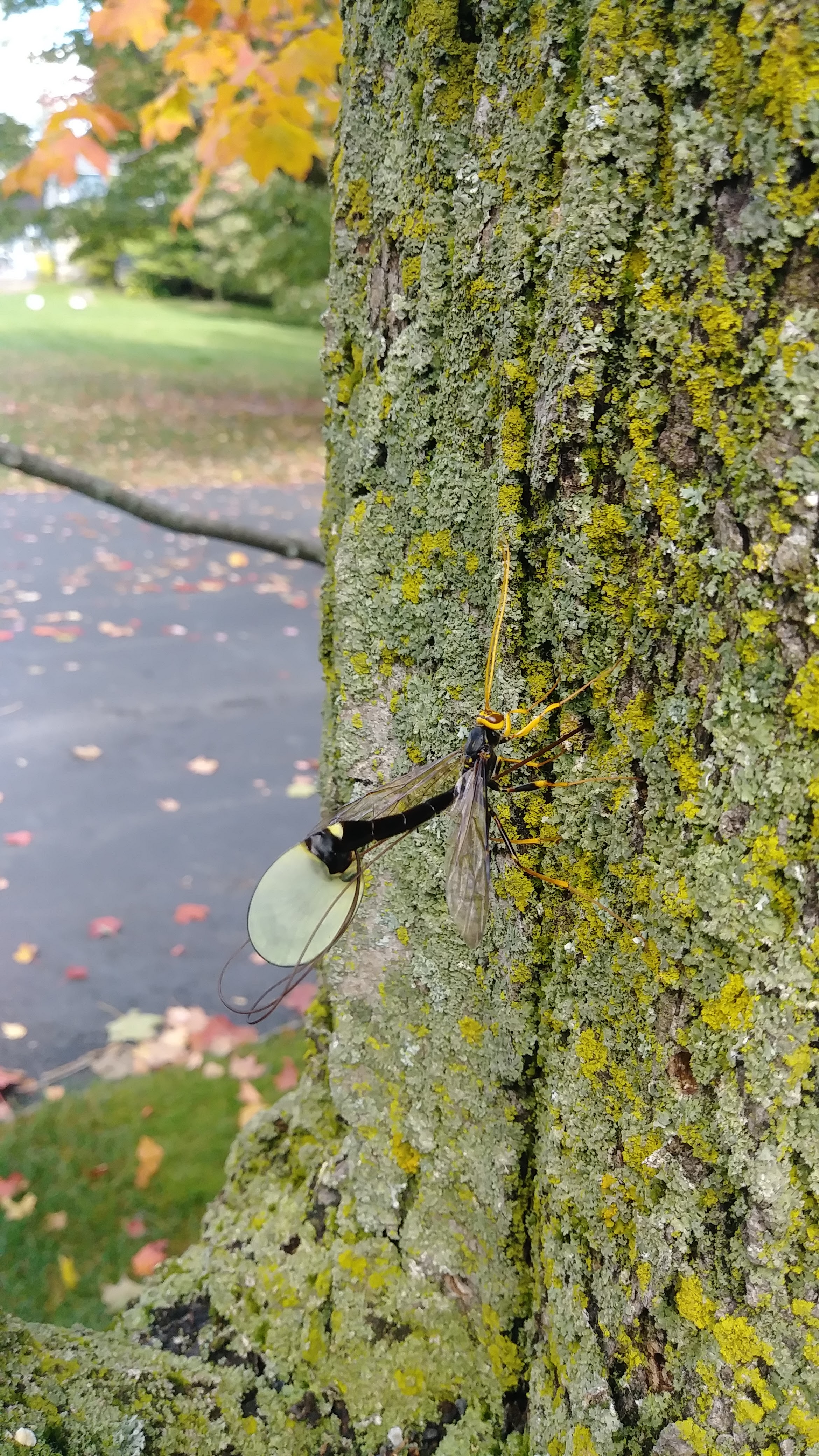 Images Canopée Service d'Arboriculture