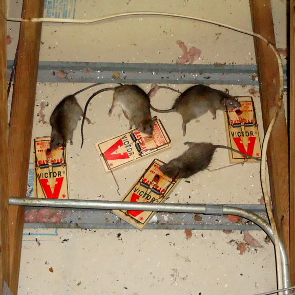 Florida rat removal and rodent control services to get rid of rats in the attic