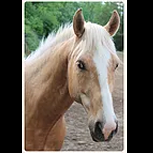 Shady Lane Ranch, Inc.