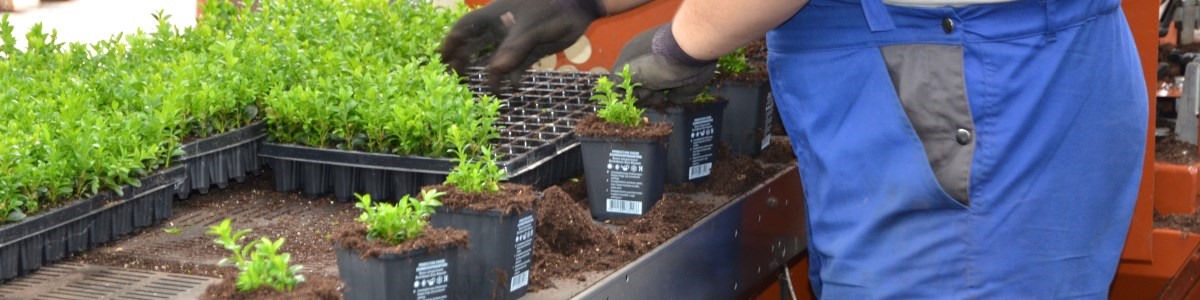 Gärtnerei und Baumschule - Borner Pflanzen, Almuesenacherstrasse in Mägenwil