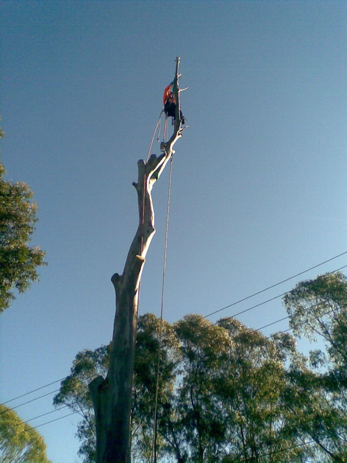 Images Above All Tree Services