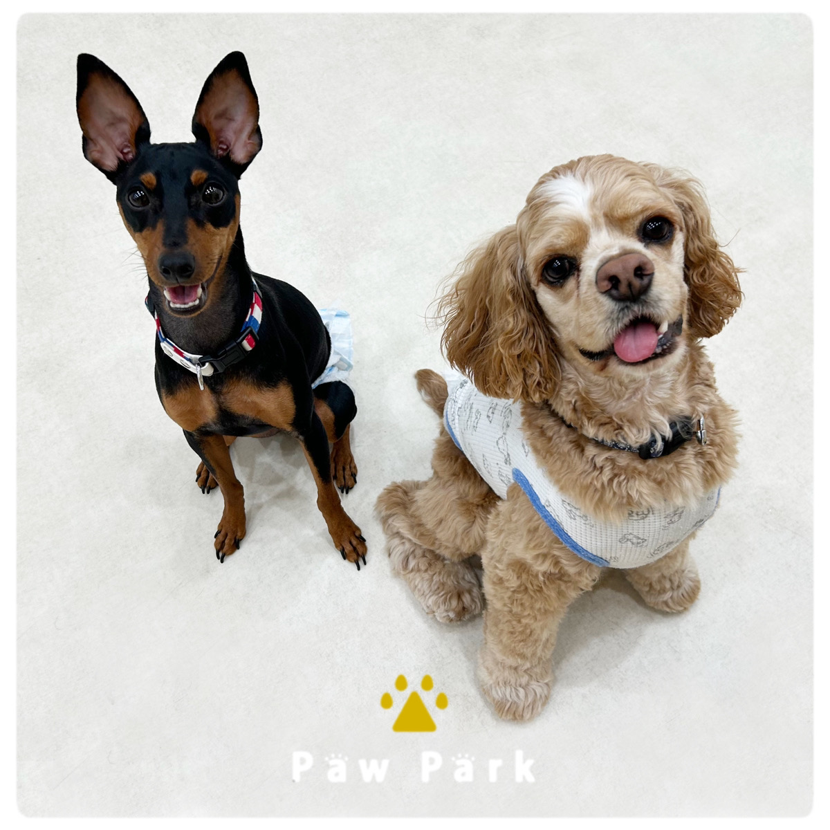 Images PawPark 犬のようちえん 高槻店