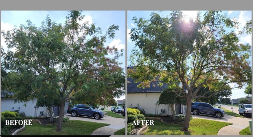 Before and after of trimmed tree in Denton, Texas