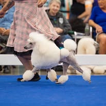 Images Paragon Pups LLC