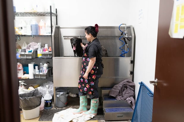 Images VCA Angel Animal Hospital