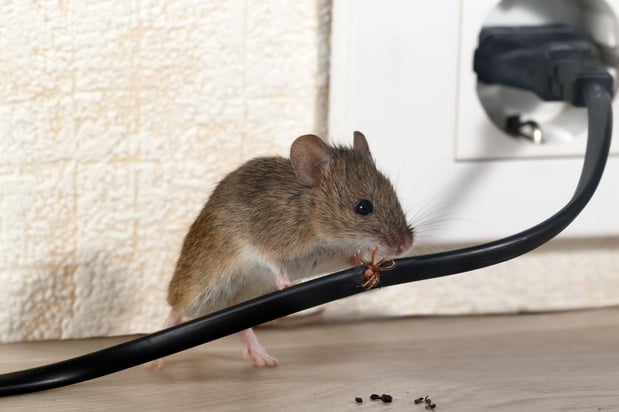 Images Brown Pest Control Inc