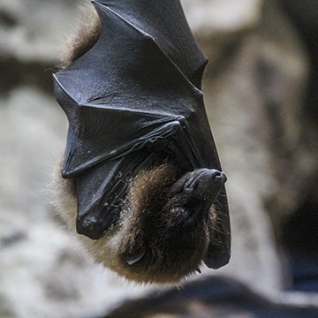 Images 関東駆除センター
