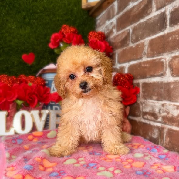 Puppies Direct Image