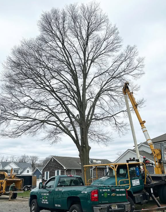 Images R.T. Davies Inc. Tree Experts