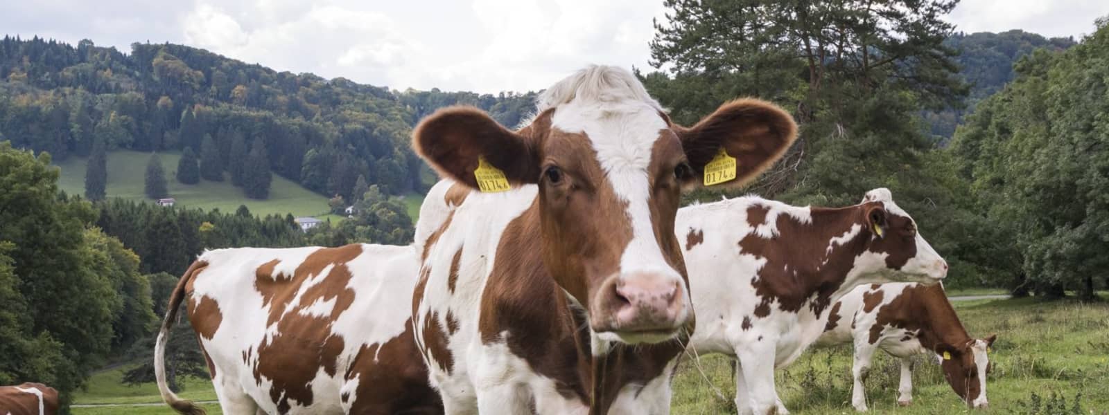 Bilder Produttori svizzeri di latte PSL