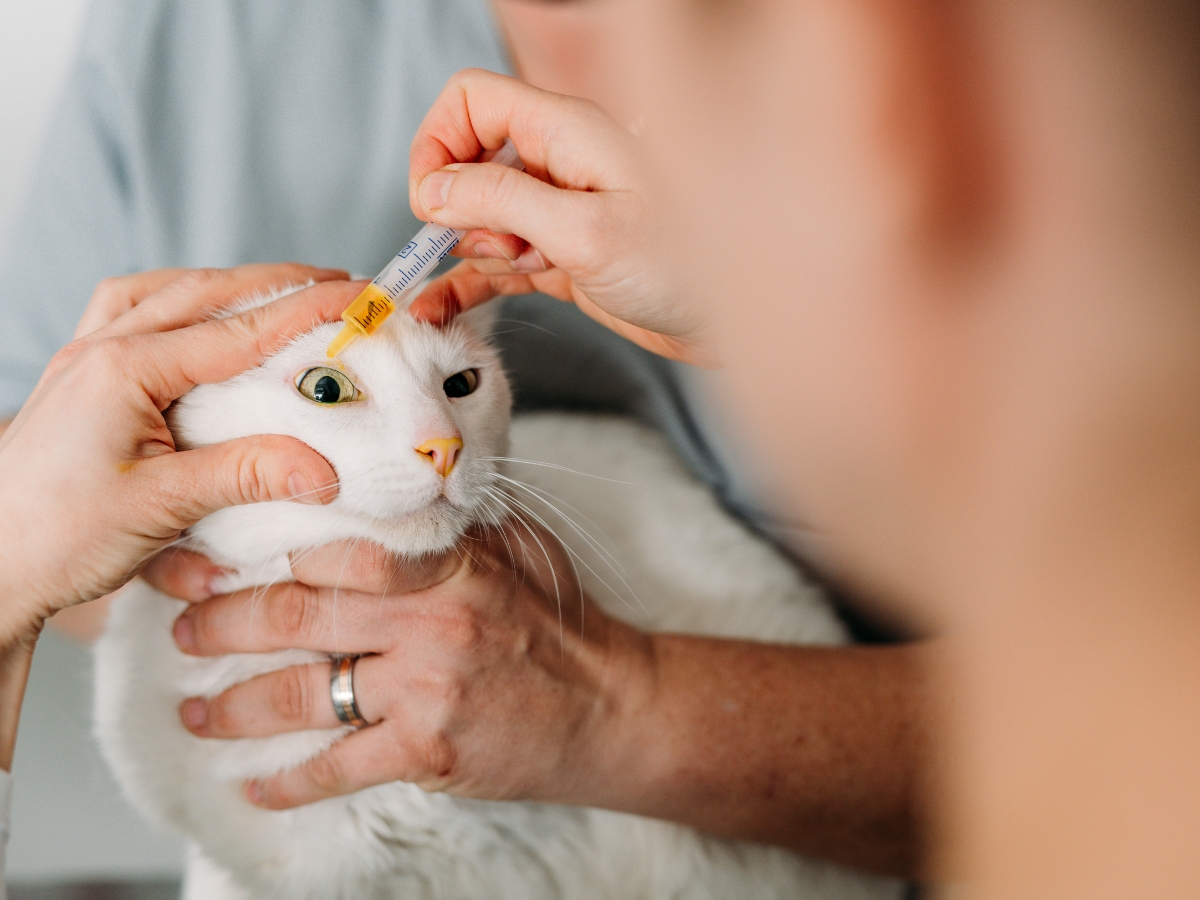 Bilder Tierarzt Vormum Berlin-Mahlsdorf, Tierarztpraxis am Wildrosengehölz