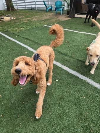 Images Wag Watchers DayCare & Spa