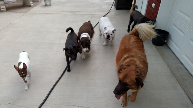 Images Our Home Doggy Daycare & Boarding