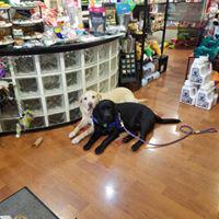 Do you need travel products for your pets? All Paws Gourmet Pet Store will deliver everything from food and supplements to treats, clothing, bedding and travel gear to keep your animals happy and healthy while on the journey.