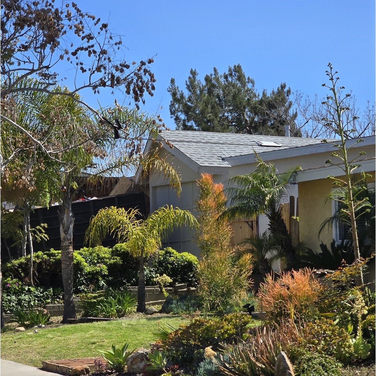 Street-level view of a residential house roof partially framed by a vibrant front yard filled with tropical palm trees, succulents, and lush green landscaping under a bright sky.